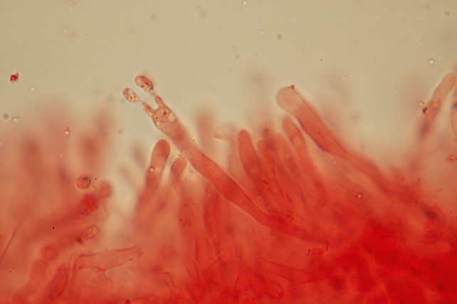 Phlebia rufa